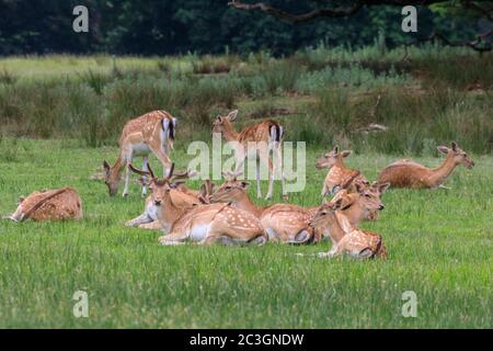 Gruppe von Damhirschen (dama dama) Männchen (Böcke) und Weibchen (Rehe), die im Gras ruhen, Deutschland, Europa Stockfoto