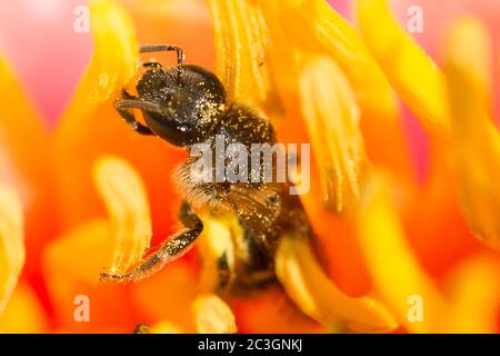Bubmlebee in einem Blumenkopf Stockfoto