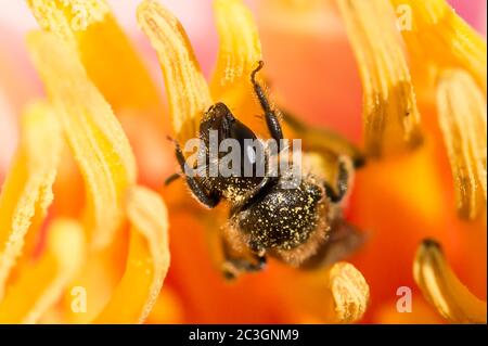 Bubmlebee in einem Blumenkopf Stockfoto