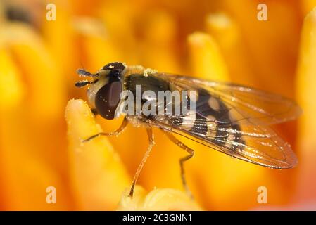 Bubmlebee in einem Blumenkopf Stockfoto