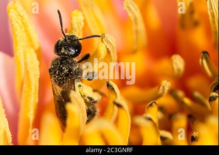 Bubmlebee in einem Blumenkopf Stockfoto