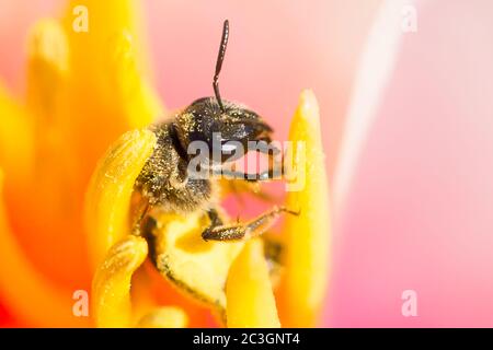 Bubmlebee in einem Blumenkopf Stockfoto