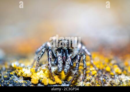 Winzige Zebra springende Spinne sieht in der wilden Natur aus Stockfoto