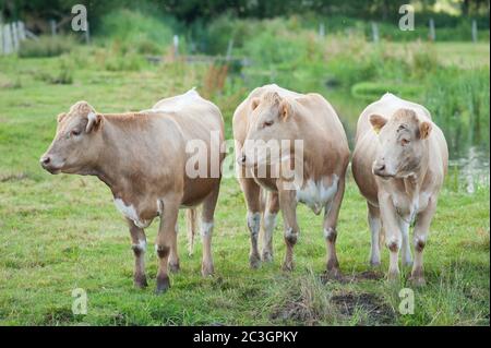 Drei Jersey Kühe auf einem Feld, die nach links schauen (rechts) Stockfoto