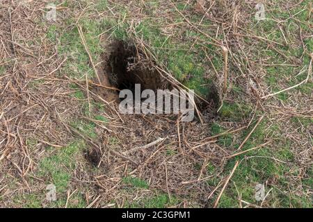 Ein großes Kaninchenloch im Bushy Park, in der Nähe von Kingston, Großbritannien. Stockfoto