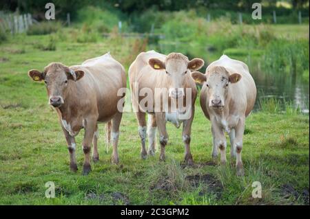 Drei Jersey Kühe auf einem Feld, die auf die Kamera schauen Stockfoto