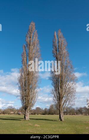 Lombardei Pappel (Populus nigra) Bäume im frühen Frühjahr (1. März) in Bushy Park, in der Nähe von Kingston, Großbritannien. Stockfoto