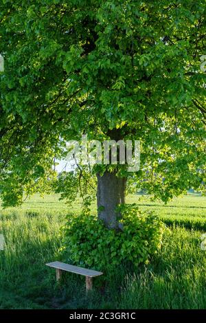 Kleine Holzbank, Rastplatz unter dem Baum Stockfoto