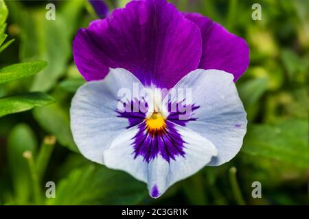 Violette Stiefmütterchen Blumen im Frühlingsgarten Stockfoto