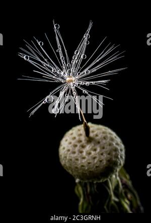 Wassertropfen auf den verbleibenden einsamen Samen eines geflogenen Löwenzahn, Nahaufnahme, Makro auf schwarzem Hintergrund. Stockfoto