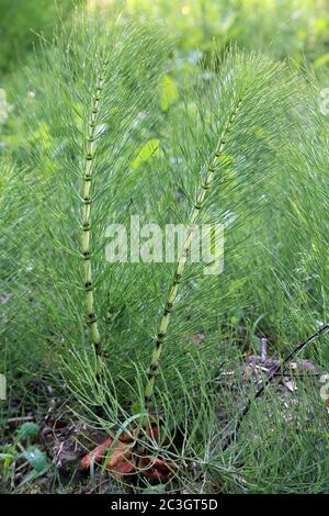 Schachtelhalm oder Stutenschwanz (Equisetum arvense) ein invasives tiefverwurzeltes mehrjähriges Unkraut in Brabourne, Ashford, Kent, England, Vereinigtes Königreich Stockfoto