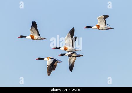 Gemeine Shelduck Männchen und Weibchen im Flug / Tadorna tadorna Stockfoto