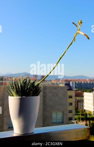 Aloe Vera Pflanze mit rosa Blüten mit Gebäuden in der Ferne in einem weißen Blumentopf in natürlichem Sonnenlicht Stockfoto