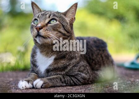 Männliche Makrele tabby Katze sitzt draußen im Garten Stockfoto