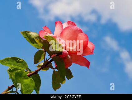 Makro einer roten Rose vor blauem Himmel Stockfoto