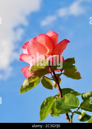 Makro einer roten Rose vor blauem Himmel Stockfoto