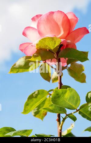 Makro einer roten Rose vor blauem Himmel Stockfoto