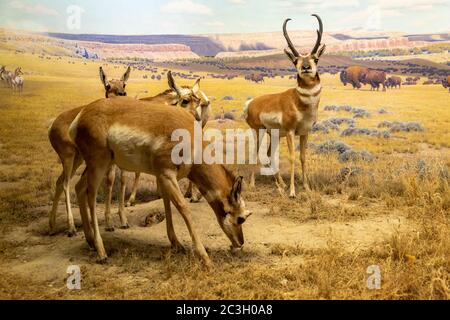 Pronghorn Diorama in Hall of North American Säugethals im American Museum of Natural History, NYC Stockfoto