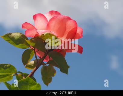 Makro einer roten Rose vor blauem Himmel Stockfoto