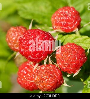 Makro der reifen roten Brombeeren auf einem Busch Stockfoto