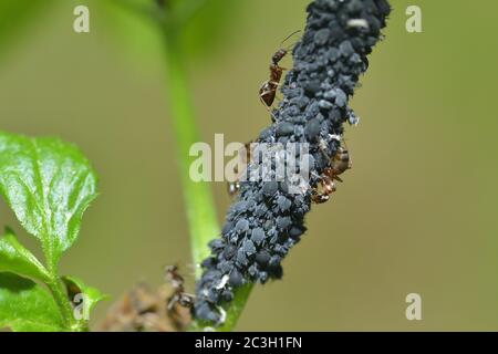 Blattläuse auf einer Pflanze im Garten mit Ameisen Stockfoto