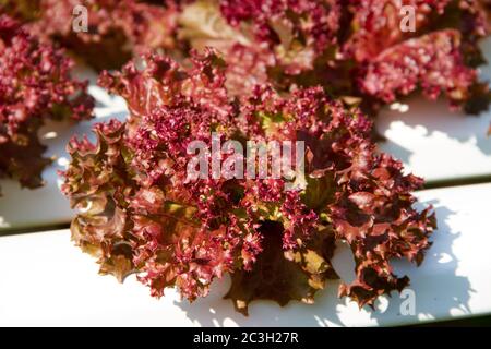 Roter Korallensalat, der in einem hydroponischen System angebaut wird Stockfoto