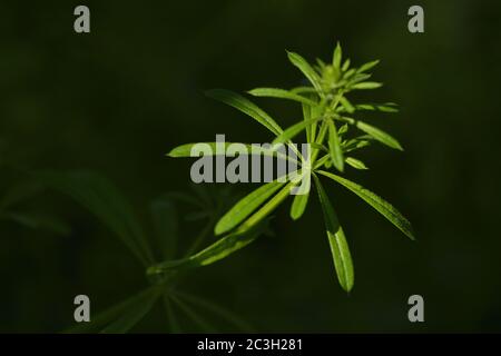 Galium aparine Stockfoto