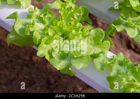 Grüner Eichensalat, der in einem hydroponischen System angebaut wird Stockfoto