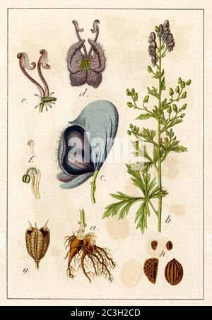 Mönchshaube / Aconitum napellus / Eisenhut, Blauer / Botanikbuch, 1901) Stockfoto