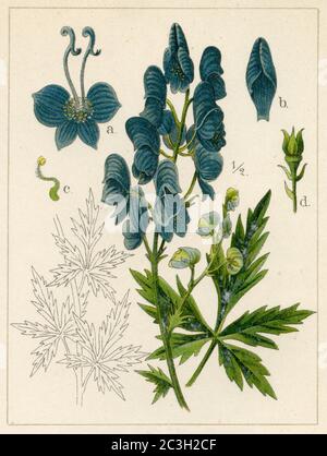 Mönchshaube / Aconitum napellus / Eisenhut, Blauer / Gartenbuch, 1896) Stockfoto