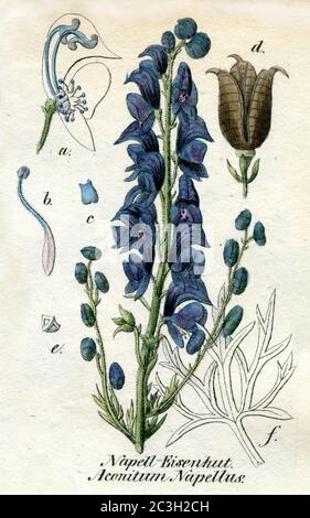 Mönchshaube / Aconitum napellus / Eisenhut, Blauer / Botanikbuch, 1850) Stockfoto