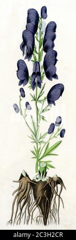 Mönchshaube / Aconitum napellus / Eisenhut, Blauer / Botanikbuch, ) Stockfoto