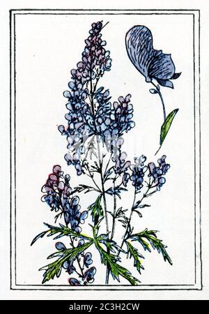 Mönchshaube / Aconitum napellus / Eisenhut, Blauer / Gartenbuch, 1936) Stockfoto