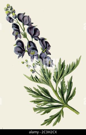 Mönchshaube / Aconitum napellus / Eisenhut, Blauer / Botanikbuch, 1925) Stockfoto