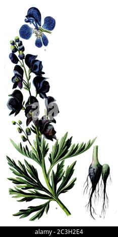 Mönchshaube / Aconitum napellus / Eisenhut, Blauer / Botanikbuch, 1909) Stockfoto