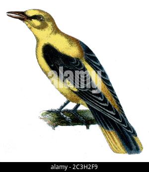 goldenes Oriol / Oriolus oriolus / Pirol / Zoologisches Buch, 1913) Stockfoto