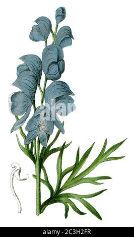 Mönchshaube / Aconitum napellus / Eisenhut, Blauer / Botanikbuch, 1900) Stockfoto