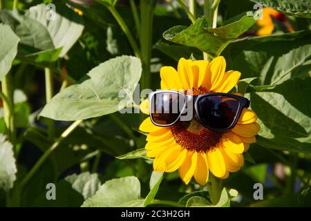 Closeup Sonnenblume trägt schwarze Sonnenbrille auf grünem Hintergrund Stockfoto