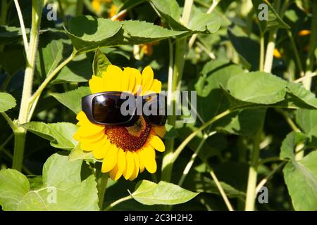 Closeup Sonnenblume trägt schwarze Sonnenbrille auf grünem Hintergrund Stockfoto