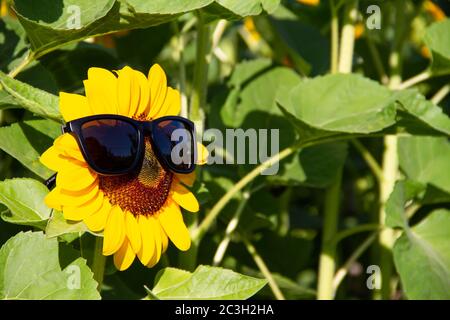 Closeup Sonnenblume trägt schwarze Sonnenbrille auf grünem Hintergrund Stockfoto