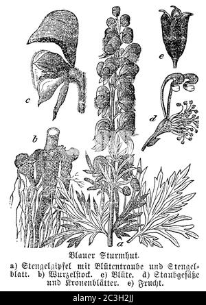 Mönchshaube / Aconitum napellus / Blauer Eisenhut (, ) Stockfoto