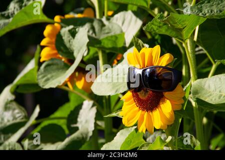 Closeup Sonnenblume trägt schwarze Sonnenbrille auf grünem Hintergrund Stockfoto