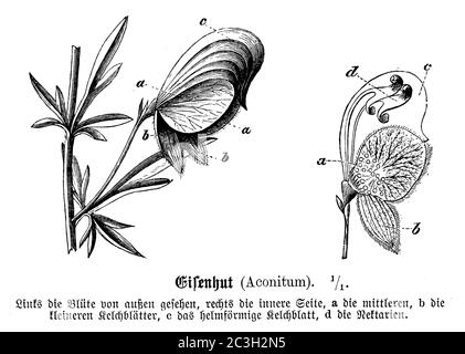 Mönchshaube / Aconitum napellus / Blauer Eisenhut (, ) Stockfoto