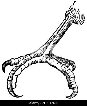 Schwarzspecht / Dryocopus martius / Schwarzspecht (Zoologie Buch, 1877) Stockfoto