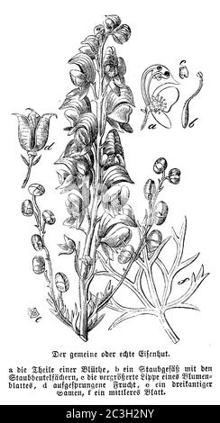 Mönchshaube / Aconitum napellus / Blauer Eisenhut (Biologiebuch, 1881) Stockfoto