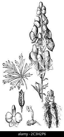 Mönchshaube / Aconitum napellus / Blauer Eisenhut (Gesundheitsbuch, 1887) Stockfoto