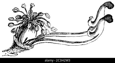 Mönchshaube / Aconitum napellus / Blauer Eisenhut (Enzyklopädie, 1893) Stockfoto