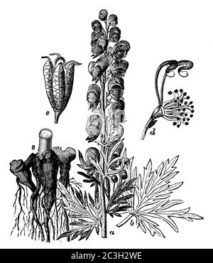 Mönchshaube / Aconitum napellus / Blauer Eisenhut (Biologiebuch, 1903) Stockfoto