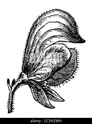 Mönchshaube / Aconitum napellus / Blauer Eisenhut (Botanikbuch, 1898) Stockfoto