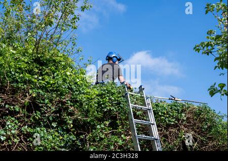 Ein Baumchirurg oder Baumärker auf einer hohen Hecke mit Elektrowerkzeugen, um es zu schneiden. Stockfoto